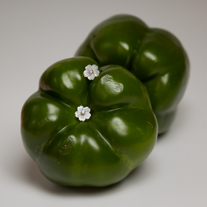 Mara Mother of Pearl Stud Earrings